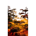 动物93