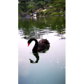 动物108