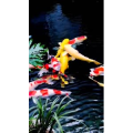 动物115
