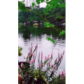 动物116