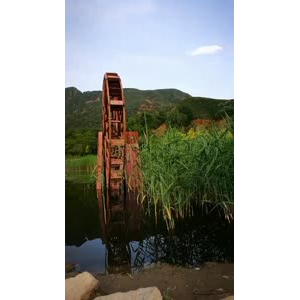 动物117