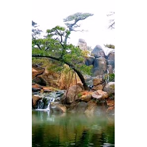 动物118