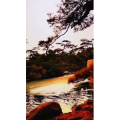 动物120