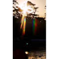 动物126
