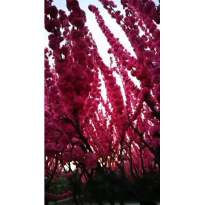 动物128
