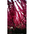动物128