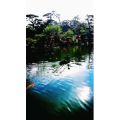 动物132