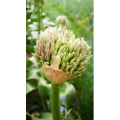 动物140