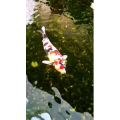 动物141
