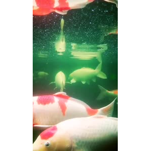 动物143