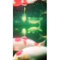 动物143