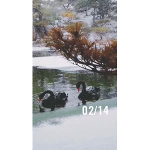 动物144