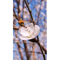 动物153