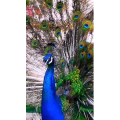 动物154