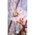 动物155