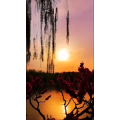 动物167