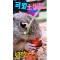 动物170