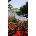 动物174