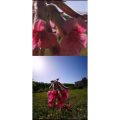动物177