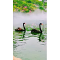 动物183