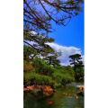 动物185