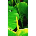 动物196