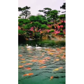 动物200