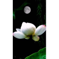 动物207