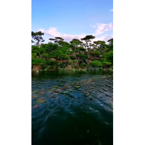动物208