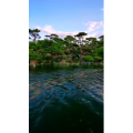 动物208