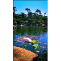 动物225