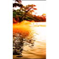 动物233