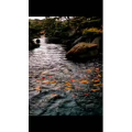 动物234