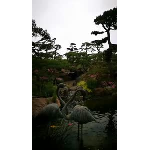 动物236
