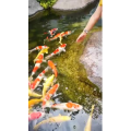 动物240