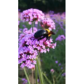 动物242