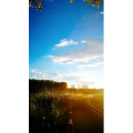 动物244