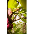 动物246