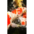 动物249