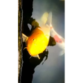 动物251