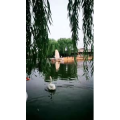 动物252