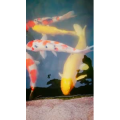动物254