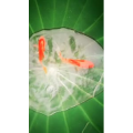 动物256