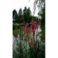 动物263
