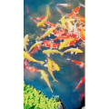 动物265