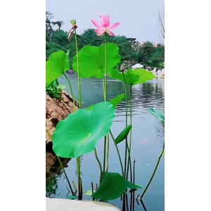 动物267