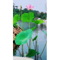 动物267