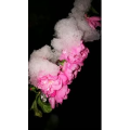 动物268