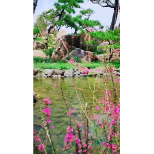 动物271