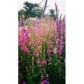 动物272